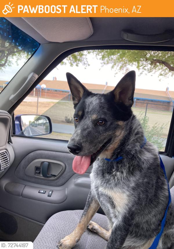 Found/Stray Male Dog last seen W Missouri ave, Phoenix, AZ 85019