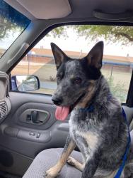Found/Stray Male Dog last seen W Missouri ave, Phoenix, AZ 85019