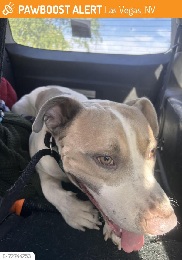 Found/Stray Male Dog last seen 2001–2049 N Concord St Las Vegas, NV  89106 United States, Las Vegas, NV 89128