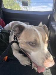 Found/Stray Male Dog last seen 2001–2049 N Concord St Las Vegas, NV  89106 United States, Las Vegas, NV 89128