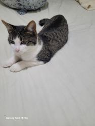 Lost Female Cat last seen Newtrych av , Brooklyn, NY 11219