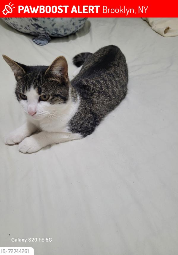 Lost Female Cat last seen Newtrych av , Brooklyn, NY 11219