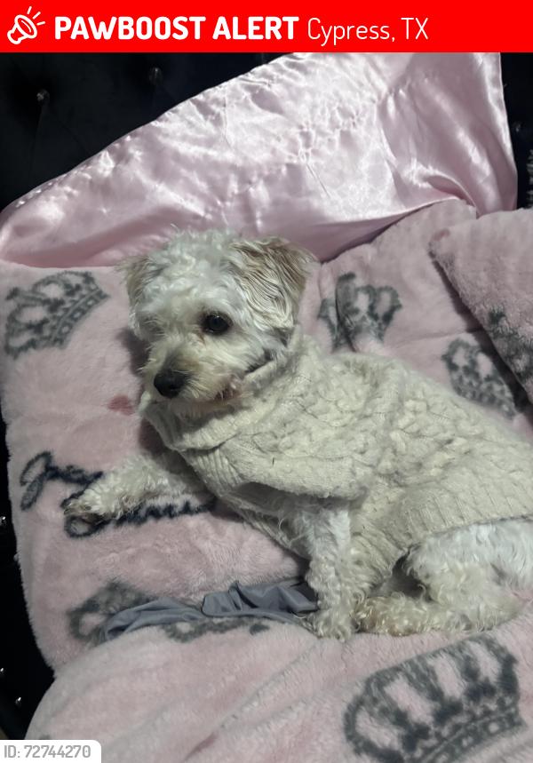 Lost Male Dog last seen Lake Mist Drive & Quail Forest Drive, Cypress, TX 77429