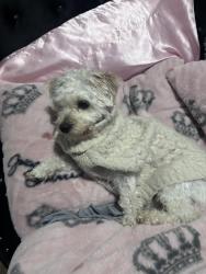 Lost Male Dog last seen Lake Mist Drive & Quail Forest Drive, Cypress, TX 77429