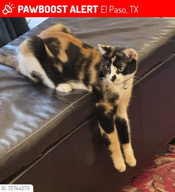 Lost Female Cat last seen Cortina / Burning Tree , El Paso, TX 79912