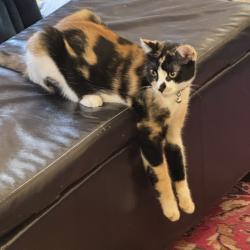 Lost Female Cat last seen Cortina / Burning Tree , El Paso, TX 79912