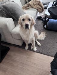 Lost Male Dog last seen Kings highway elementary , Clearwater, FL 33755
