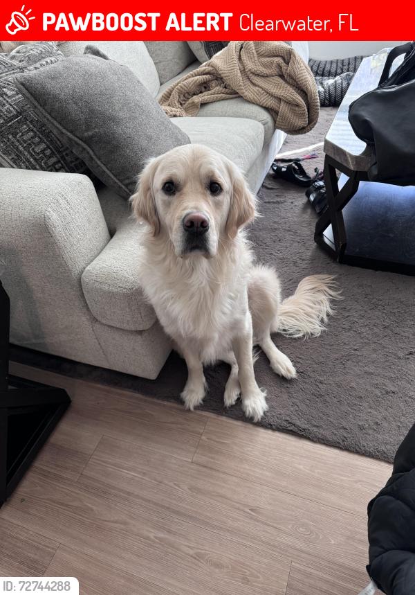 Lost Male Dog last seen Kings highway elementary , Clearwater, FL 33755