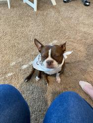 Lost Female Dog last seen Day creek and baseline , Rancho Cucamonga, CA 91739