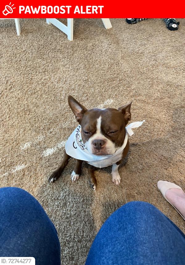 Lost Female Dog last seen Day creek and baseline , Rancho Cucamonga, CA 91739
