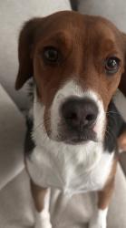 Lost Male Dog last seen Hickory Hill subdivision Ashland, Hanover County, VA 23005