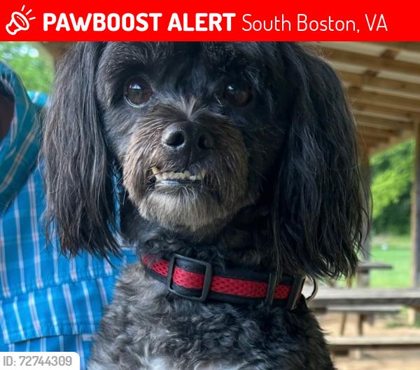 Lost Male Dog last seen Sheeze, South Boston, VA 24592