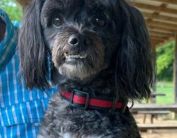 Lost Male Dog last seen Sheeze, South Boston, VA 24592