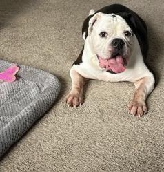 Lost Male Dog last seen Vaughan Drive, Hampton, GA 30228