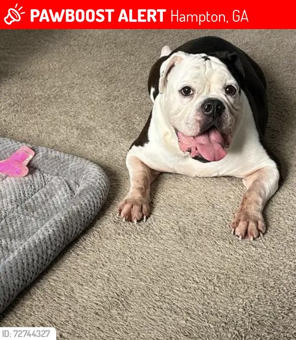 Lost Male Dog last seen Vaughan Drive, Hampton, GA 30228