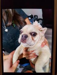 Lost Female Dog last seen W 2nd st , Odessa, TX 79763
