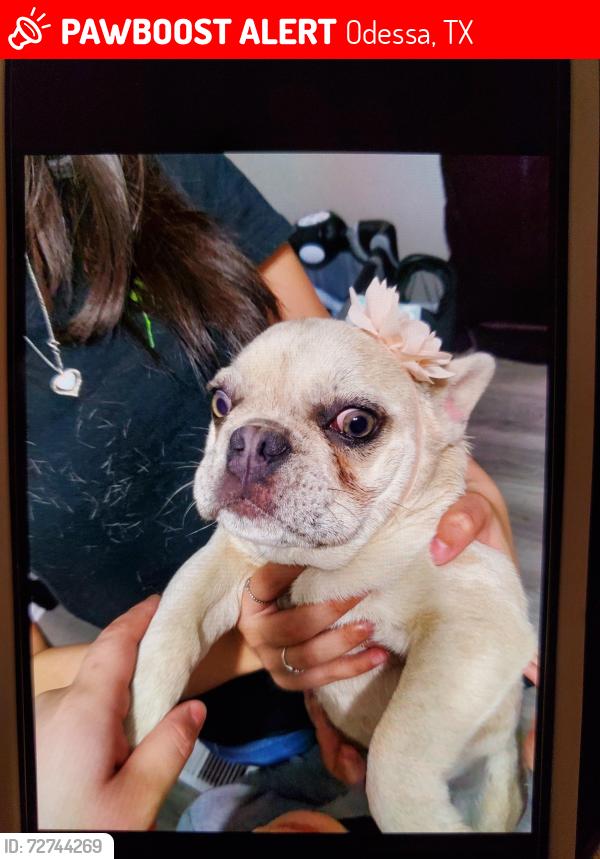 Lost Female Dog last seen W 2nd st , Odessa, TX 79763