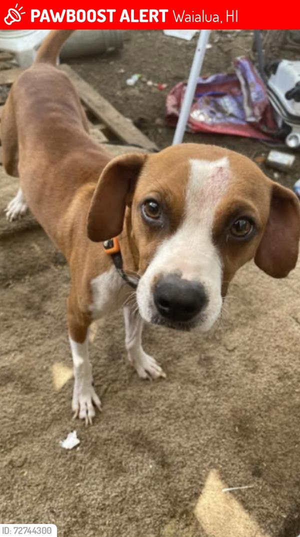 Lost Male Dog last seen Waialua intermediate school , Waialua, HI 96791