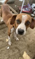Lost Male Dog last seen Waialua intermediate school , Waialua, HI 96791