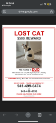 Lost Male Cat last seen I don’t know, Sarasota, FL 34243