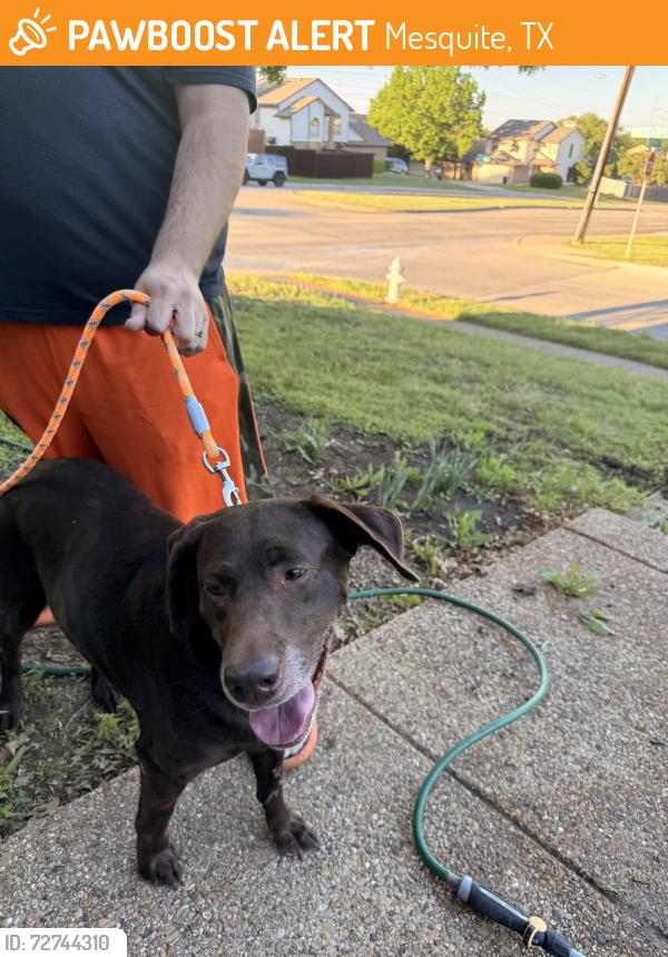 Found/Stray Female Dog last seen Palos Verdes Park, Mesquite, TX 75150