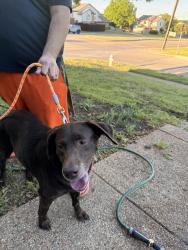 Found/Stray Female Dog last seen Palos Verdes Park, Mesquite, TX 75150