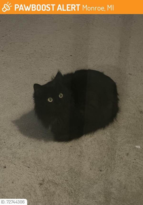 Found/Stray Unknown Cat last seen Sterling State Park Subdivision , Monroe, MI 48162