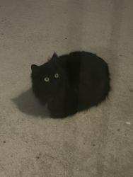 Found/Stray Unknown Cat last seen Sterling State Park Subdivision , Monroe, MI 48162