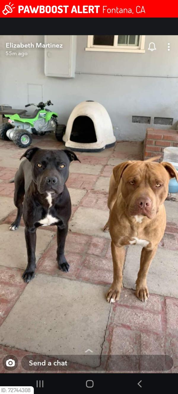 Lost Male Dog last seen El contento , Fontana, CA 92337
