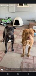 Lost Male Dog last seen El contento , Fontana, CA 92337