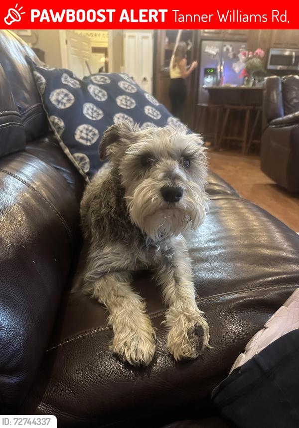 Lost Female Dog last seen Tanner Williams Rd lucedale ms , Tanner Williams Rd,  36608