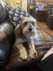 Lost Female Dog last seen Tanner Williams Rd lucedale ms , Tanner Williams Rd,  36608