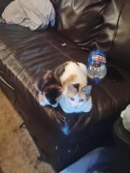 Lost Female Cat last seen Taft hwy and h st, Bakersfield, CA 93301