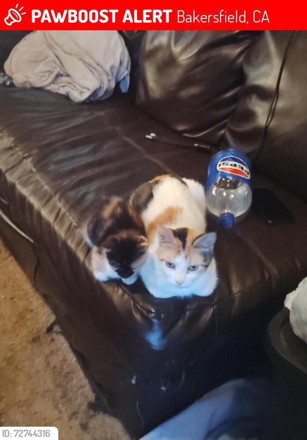 Lost Female Cat last seen Taft hwy and h st, Bakersfield, CA 93301