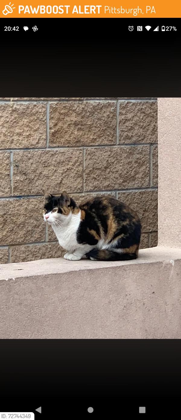 Found/Stray Female Cat last seen Near Butler St, Pittsburgh, PA 15201