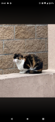 Found/Stray Female Cat last seen Near Butler St, Pittsburgh, PA 15201