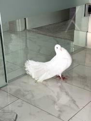 Found/Stray Unknown Bird last seen Camino De La Costa, San Diego, CA 92037