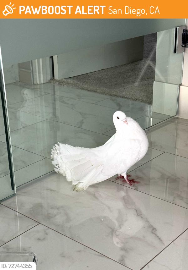 Found/Stray Unknown Bird last seen Camino De La Costa, San Diego, CA 92037