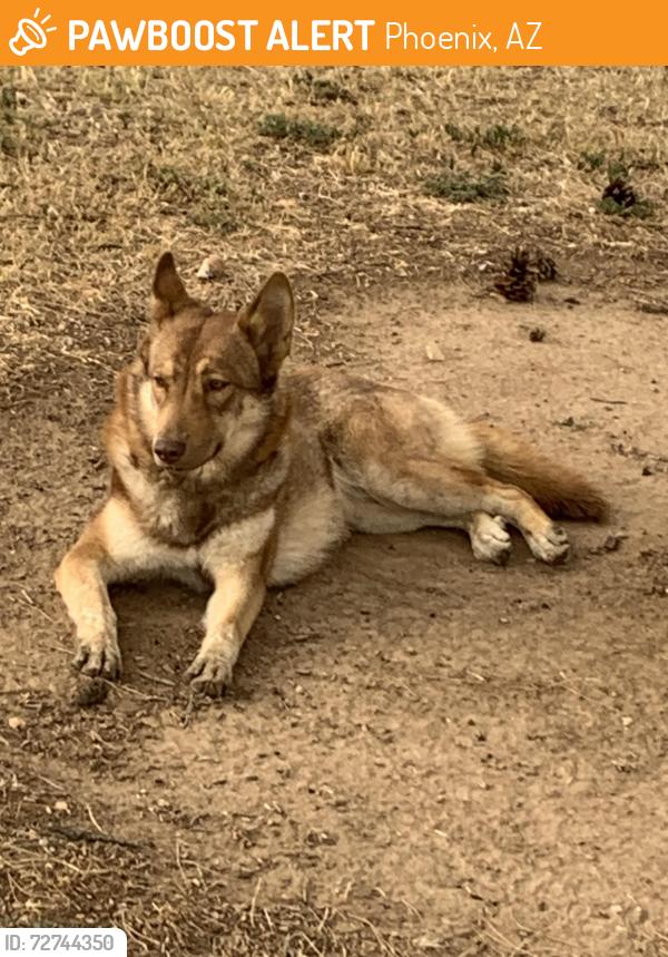 Found/Stray Unknown Dog last seen Hoshoni Park, Phoenix, AZ 85051