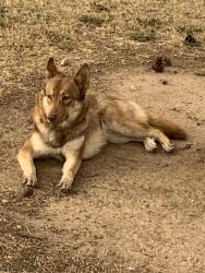 Found/Stray Unknown Dog last seen Hoshoni Park, Phoenix, AZ 85051