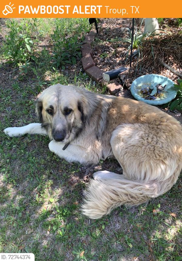 Found/Stray Male Dog last seen Mixon, TX , Troup, TX 75789