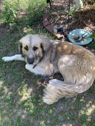 Found/Stray Male Dog last seen Mixon, TX , Troup, TX 75789