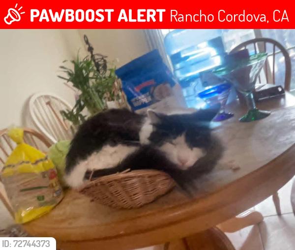 Lost Male Cat last seen Him and his brother both ran away together from a hse on De Soto, Snoopy is black and white, his brother is all black, Rancho Cordova, CA 95827
