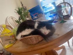 Lost Male Cat last seen Him and his brother both ran away together from a hse on De Soto, Snoopy is black and white, his brother is all black, Rancho Cordova, CA 95827
