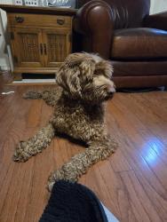 Found/Stray Male Dog last seen Off of I-35 by taco bueno, Burleson, TX 76028