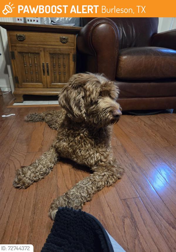 Found/Stray Male Dog last seen Off of I-35 by taco bueno, Burleson, TX 76028