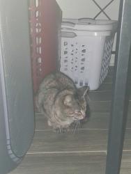 Found/Stray Female Cat last seen E Merchant Street mount pleasant tennessee , Mount Pleasant, TN 38474