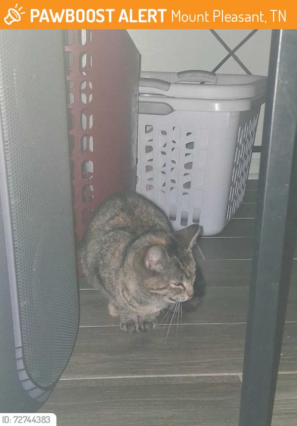 Found/Stray Female Cat last seen E Merchant Street mount pleasant tennessee , Mount Pleasant, TN 38474