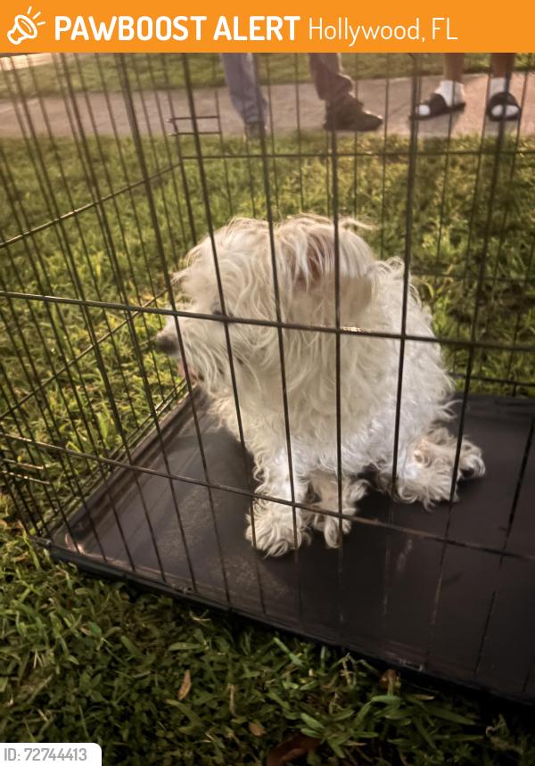 Found/Stray Male Dog last seen Mckinley st, Hollywood, FL 33021