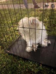 Found/Stray Male Dog last seen Mckinley st, Hollywood, FL 33021